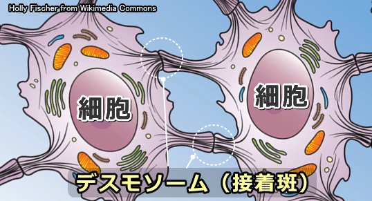 細胞と細胞を結び付ける「デスモソーム」（接着斑）