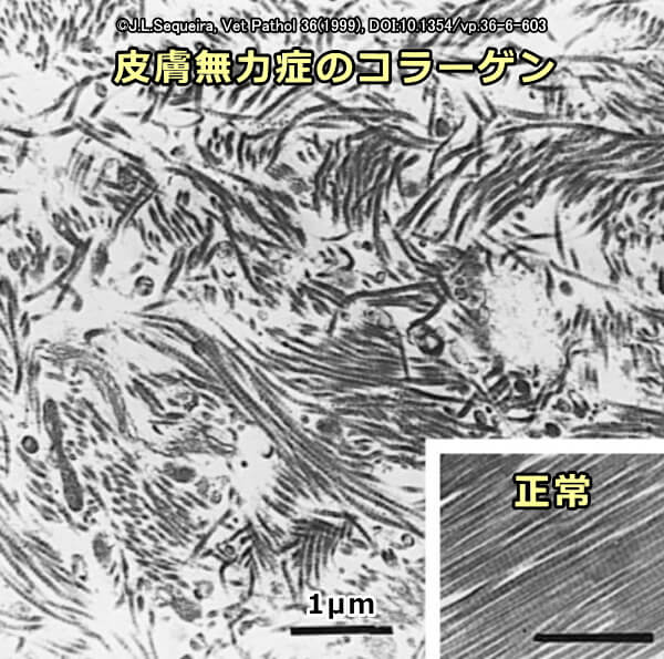 皮膚無力症の猫で見られる真皮層のコラーゲン不整列