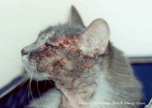 猫のアトピー性皮膚炎～耳や目の周りに多発する