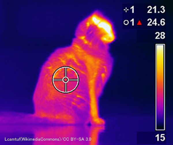 猫の体温には頭部や腹部が高く、四肢先端や尾が低いという温度勾配がある