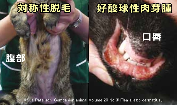 猫のノミ皮膚炎の症状～腹部の対称性脱毛と口唇部の好酸球性肉芽腫