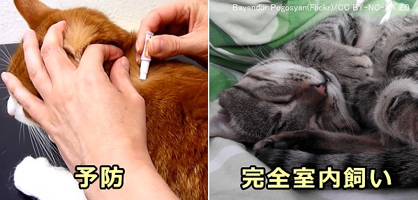 猫を飲みから守るための基本は完全室内飼い＋予防薬の投与