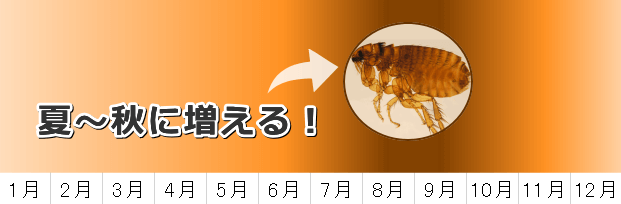 ノミが猫に食いつきやすい季節は夏から秋にかけて