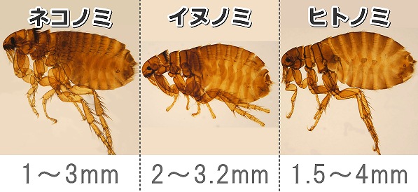 猫に寄生することが多いネコノミ、イヌノミ、ヒトノミの外観比較写真