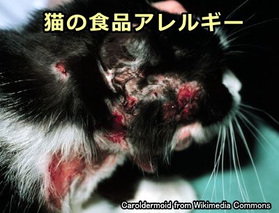 猫の食品アレルギー 症状 原因から治療 予防法まで皮膚病を知る 子猫のへや