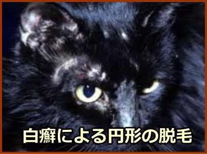 猫の白癬～通称「リングワーム」とも呼ばれる円形の脱毛が最大の特徴