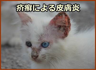 猫の疥癬～皮膚を穿孔しながら進むため、広範囲にわたって激しいかゆみと炎症を引き起こす