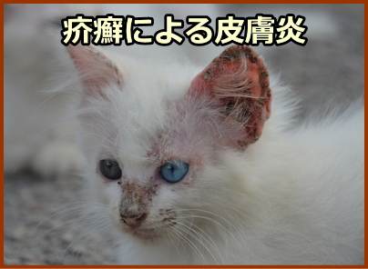 猫の疥癬 症状 原因から治療 予防法まで皮膚病を知る 子猫のへや