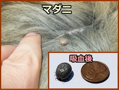 猫のマダニ症～米粒ほどのマダニが吸血すると、10円玉程度にまで肥大する