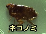 ノミ皮膚炎の原因となるネコノミ（Ctenocephalides felis）