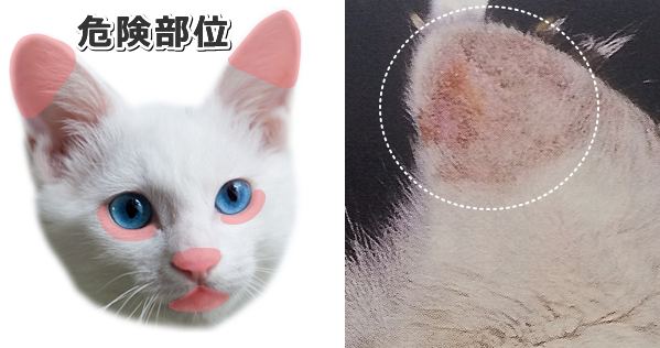 猫の日光皮膚炎の好発部位と典型的な症状