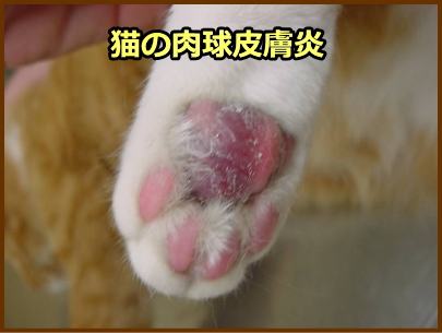 猫の肉球皮膚炎（形質細胞性皮膚炎）