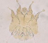 ネコセンコウヒゼンダニ(notoedres cati)