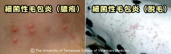 表在性膿皮症～細菌性毛包炎で見られる膿疱と虫食い脱毛（犬）