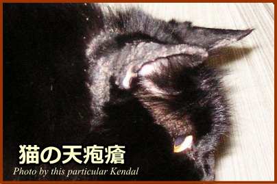 猫の落葉性天疱瘡～鼻筋から額にかけてかさぶたが形成されている。