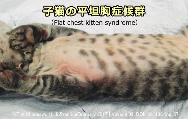 子猫の平坦胸症候群（Flat chest kitten syndrome）