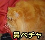 鼻ペチャの猫種・ペルシャ