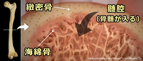 猫の腸骨の横断面図～緻密骨・海綿骨・髄腔