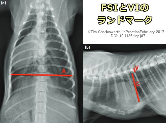 猫における漏斗胸の診断基準「FSI」と「VI」のランドマーク