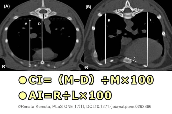 猫における漏斗胸のCT画像を元にした診断指標「AI」と「CI」