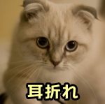 耳折れの猫種・スコティッシュフォールド