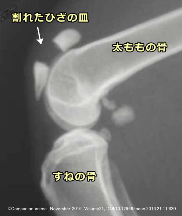 膝歯症候群の猫で典型的に見られる膝蓋骨の完全横骨折
