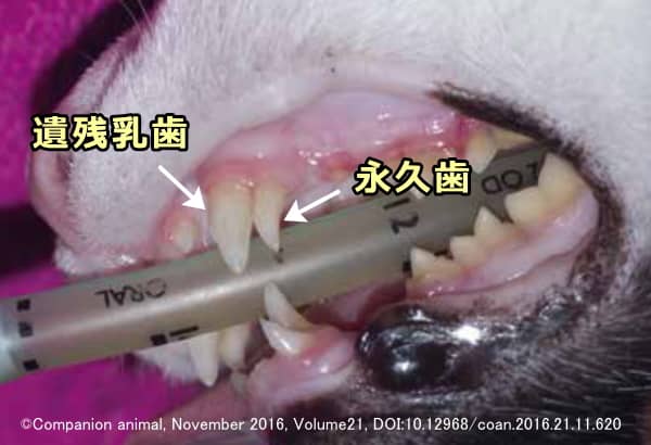 膝歯症候群の猫で典型的に見られる遺残乳歯と萠出障害の永久歯