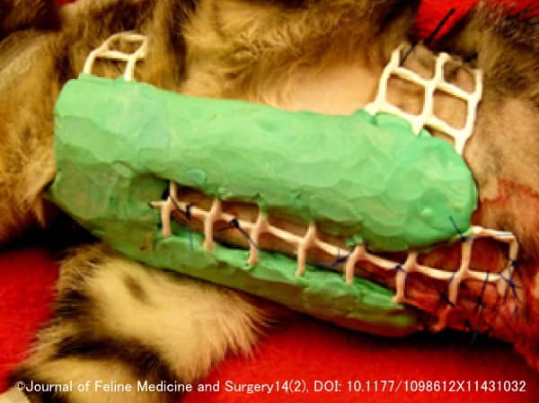 猫における漏斗胸の治療で用いられる外固定型スプリントの一例