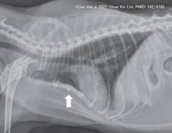 上気道感染症が原因と思われる猫の後天性漏斗胸のエックス線画像