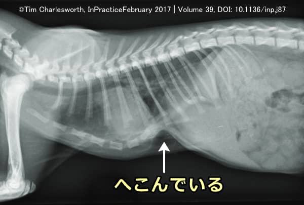 猫の漏斗胸・エックス線画像