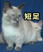 短足の猫種・マンチカン