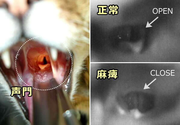 喉頭麻痺を起こした猫の声門～輪状披裂筋の麻痺により披裂軟骨の外転不全が生じ声門が閉鎖したまま固定される