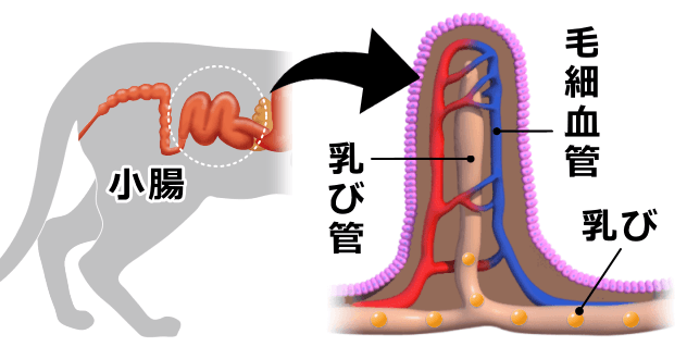 小腸の微絨毛と乳び管、および乳びの模式図