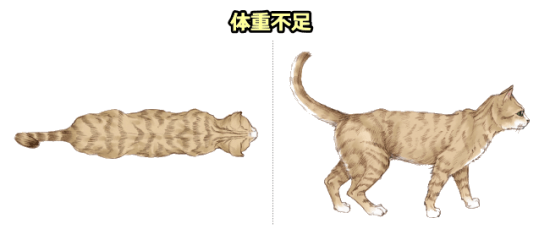 猫のボディコンディションスコア（BCS）・体重不足