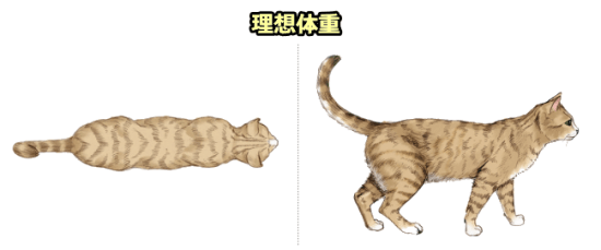 猫のボディコンディションスコア（BCS）・理想体重