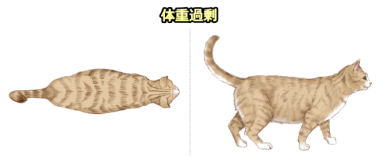 猫のボディコンディションスコア（BCS）・体重過剰