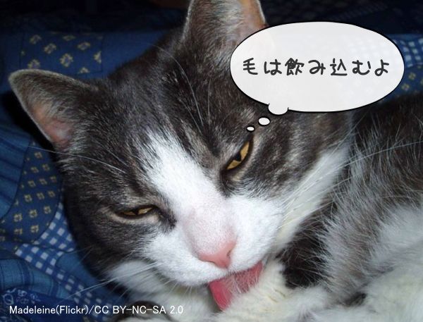 猫は唾を吐けないので口内の毛は飲み込むしかない