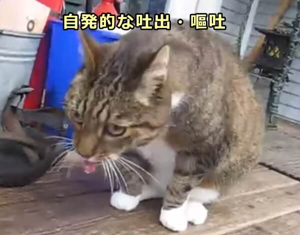 胃袋に毛玉がたまると猫は自発的に吐き戻すことができる
