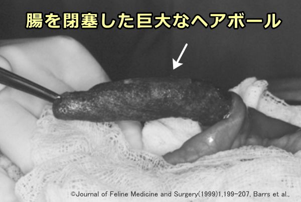 ヘアボールが腸管内に止まって巨大化すると腸閉塞を引き起こす