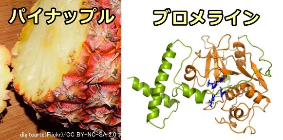 パイナップルの果実と中に含まれるタンパク質分解酵素ブロメラインの分子構造図