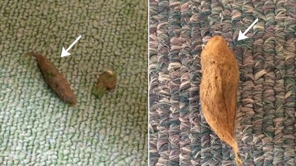 典型的な部屋ボールは球形ではなくなるラグビーボール型