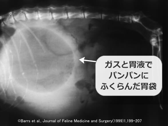 ヘアボールで停滞したガスと胃液が胃袋をパンパンに膨張させる