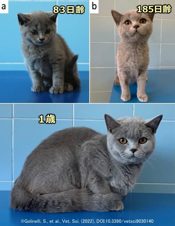 ドワーフィズムを発症した子猫に甲状腺薬を投与した際の体重と体型の年次変化