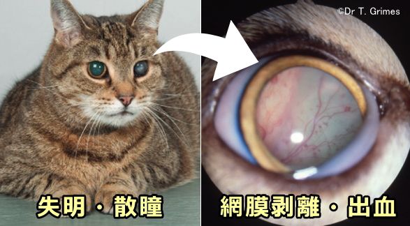 猫の原発性アルドステロン症における眼球病変