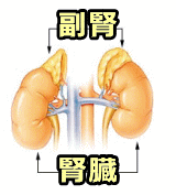 腎臓と副腎の位置関係