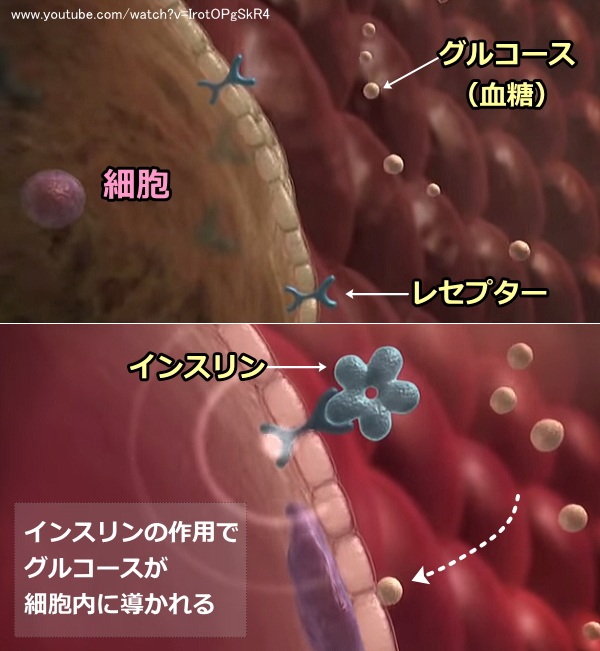 インスリンの作用により、細胞内に血中グルコースが導かれる様子