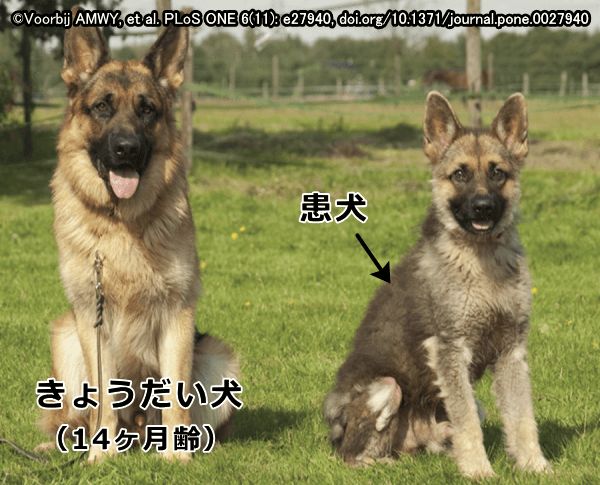 下垂体性ドワーフィズムは犬においてはジャーマンシェパードに多い