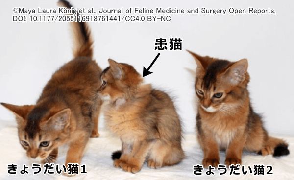 下垂体前葉機能不全を原因とするドワーフィズム（小猫症）の症状