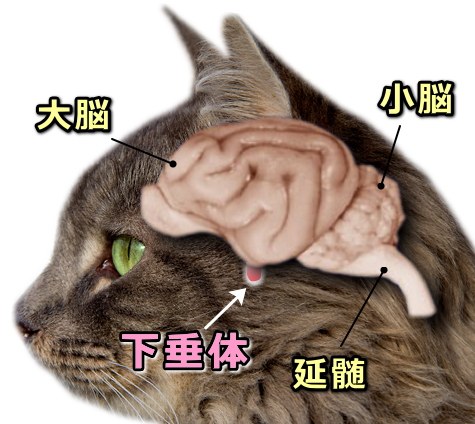 猫の脳の断面と下垂体の位置