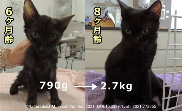 ヒト合成成長ホルモン投与により猫の低ソマトトロピン性ドワーフィズムが改善する可能性がある